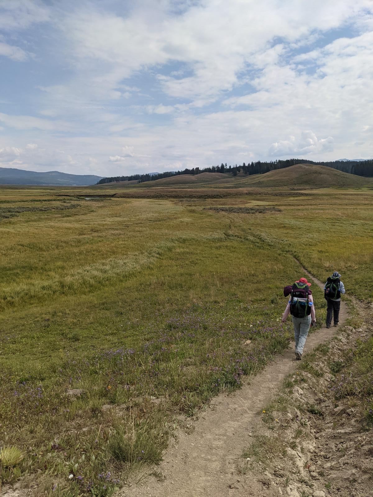 Sprawling meadow in Pelican Valley, Yellowstone National Park